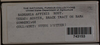 Badhamia affinis image